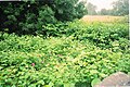 A hedgerow made up of roses and Japanese knotweed in Caersws, Wales in 2010.