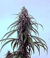 Dense raceme of female flowers typical of drug-type varieties of Cannabis