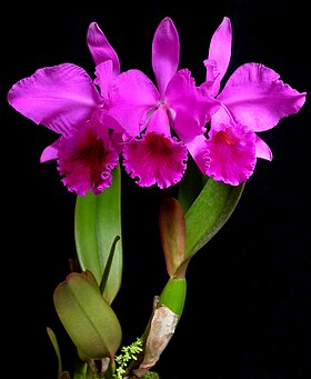 Cattleya labiata, sua espécie-tipo