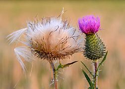 Cirsium vulgare.