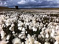 Image 22Common cottongrass (Eriophorum angustifolium), seen here at Light Hazzles Reservoir near Littleborough, was voted the county flower of Greater Manchester in 2002. (from Greater Manchester)