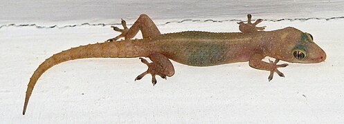 Hemidactylus frenatus.