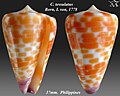 Conus tessulatus Born, I. von, 1778