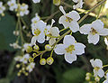 Квіти Crambe cordifolia