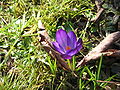 Crocus tommasinianus 'Ruby Giant' close-up