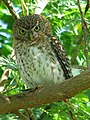 Glaucidium siju (Sijú Platanero) endémica de Cuba.