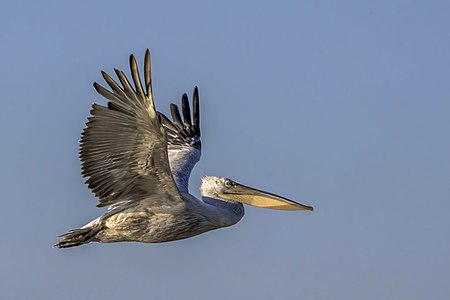 Dalmatian pelican, in flight, by Charlesjsharp