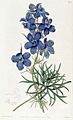 Delphinium grandiflorum, The Botanical Register (1820)