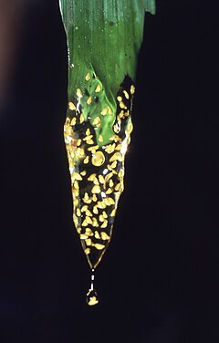 Description de l'image Dendropsophus brevifrons.jpg.