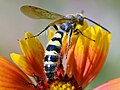 D. tolteca male in California.