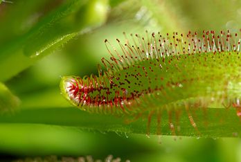 Une feuille de drosera. (définition réelle 3 880 × 2 608*)