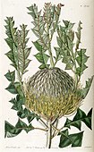 Banksia speciosa - Plate 1728 of Edwards's Botanical Register, Volume 20, signed "Miss Drake"