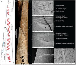 Radius humain avec des marques d'incision liées à des pratiques cannibales, Grotte de Gough, Angleterre[104]