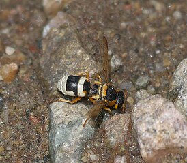 Euodynerus auranus