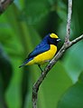 Euphonia luteicapilla