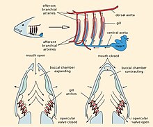 Schémas du système respiratoire d'un poisson.