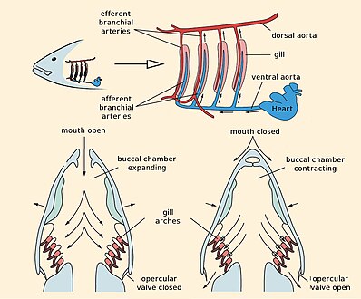 Fish gill respiration