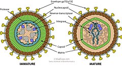 Description de l'image Gammaretrovirus virion.jpg.