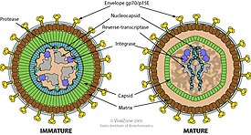 Незрелый и зрелый вирион гаммаретривируса в поперечном разрезе
