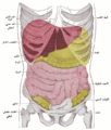السمات السطحية (الطوبوغرافيا) لأحشاء الصدر والبطن.