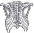 Orientation of the rib cage on the vertebral column