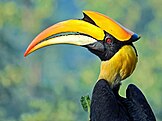 Great hornbill with a casque