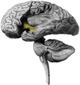 Human brain with operculum removed. A part of uncinate fasciculus is visible (shown in yellow)