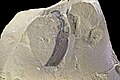 矛形海口蟲（英语：Haikouella）（Haikouella lanceolata）