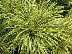 Hakonechloa macra 'Alboaurea'