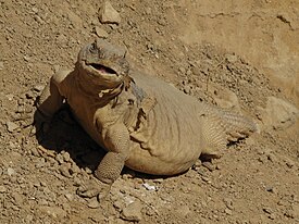 Обыкновенный шипохвост (Uromastyx aegyptia)