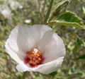 Hibiscus denudatus