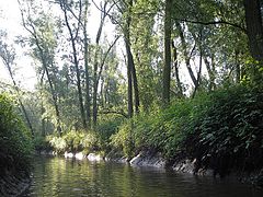 Une marée d’eau douce, rare en Europe.