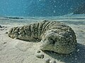 Elephant trunkfish grazing on the seabed