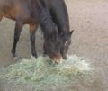 The two "dark bay" mares shown in the other photos "seal brown" on the left, "sooty" on the right.