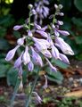 Hosta 'Abiqua Blue Crinkles'