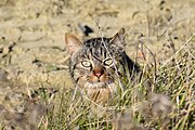 Chat dans les blés, regardant l'appareil photo