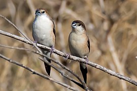 Indian Silverbill (South India)