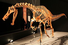 Squelette reconstruit d'un spinosauridé marchant vers la gauche dans un musée.