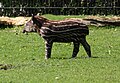 Young South American tapir at the Dortmund Zoo