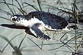 Juvenile turtle