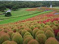 Mass planting at Hitachi Seaside Park, Japan.