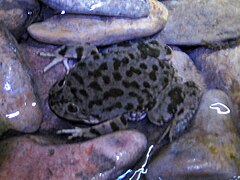 Description de l'image Lake Titicaca Frog 1.JPG.