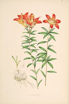 Description de l'image Lilium_philadelphicum.jpg.