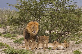 Une famille de lions dans le parc national d'Etosha. Mars 2018.