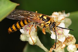 Male yellow flower wasp02
