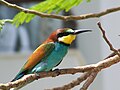 وروار أوروبي (Merops apiaster)