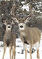 ミュールジカ(mule deer)