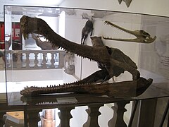 Crâne de Sarcosuchus imperator au Musée d'archéologie et d'histoire naturelle de Montbéliard.