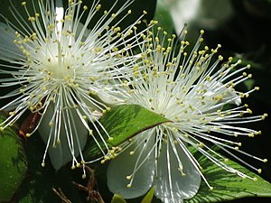 은매화(Myrtus communis)