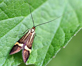 Nemophora degeerella